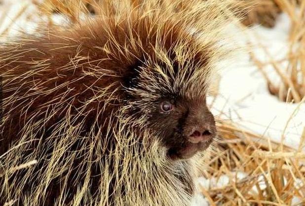 男子用手去驱赶"负鼠",接下来发生的事情让他终生难忘!