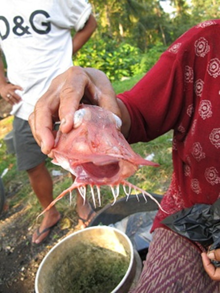 鱼市里出现罕见天价"鞋拔子" 本以为冒牌货 谁承想货真价实