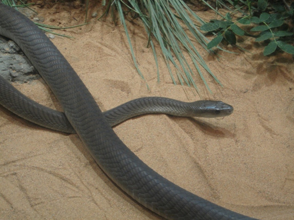 黑曼巴蛇屡闯男子家院,原来是为了他的"宝贝"真让