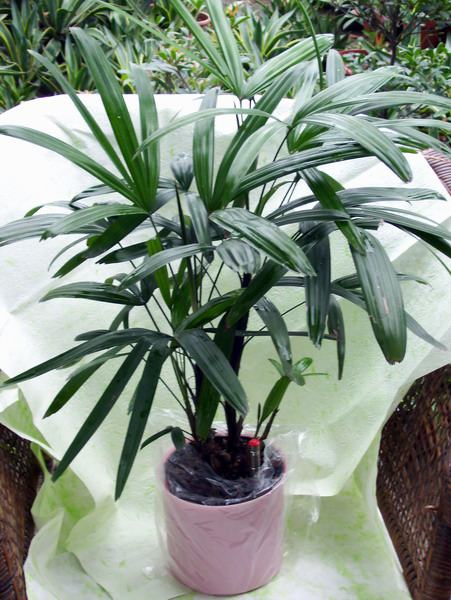 盆栽植物棕榈的种类有哪些