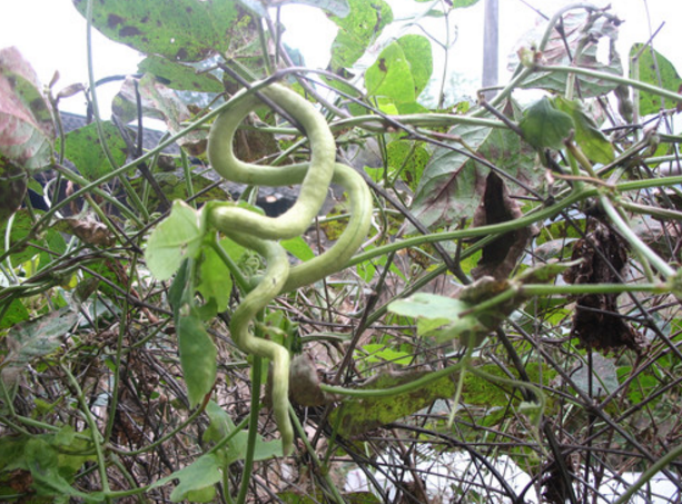 女子乡下旅行,抬头看到一条"青蛇"娇呼出声,村民却笑了