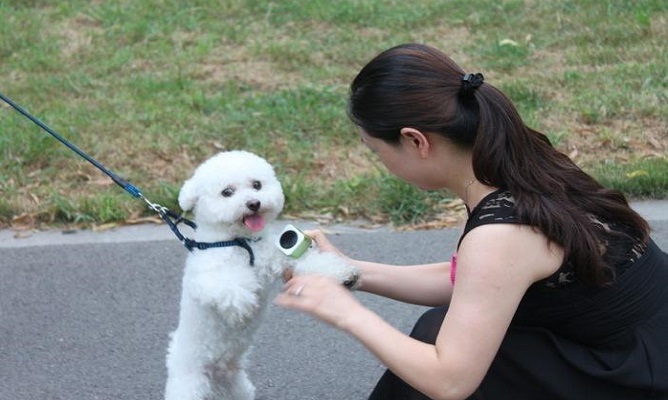 为什么比熊犬会受到人们的喜爱小编细数它的7个优点
