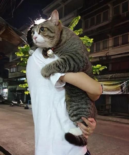 女子抱着一只猫,体型仿佛开了放大特效:激素当饭吃了吗?|猫咪|体型|猫