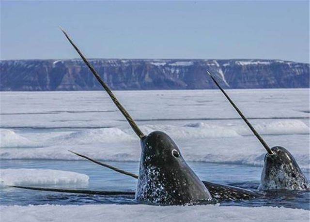 北极出现世上最珍贵的鲸鱼,嘴唇外长角,连捕食吃饭都是用角