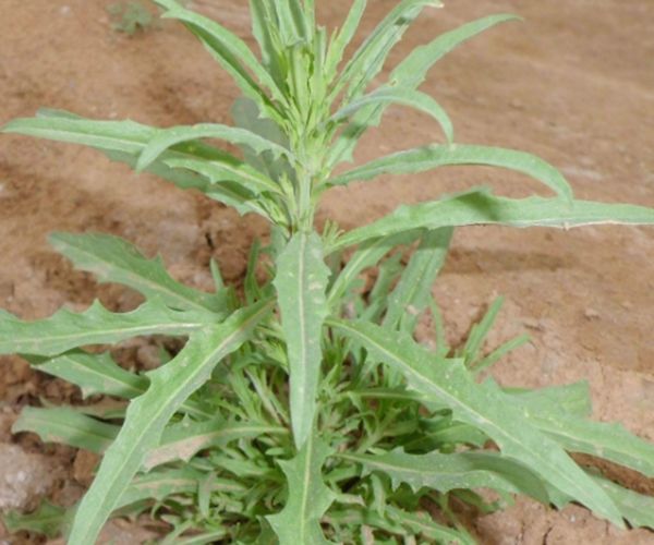 这一种野菜是以前人们救命菜,现在有钱都难买到,食药两用效果好