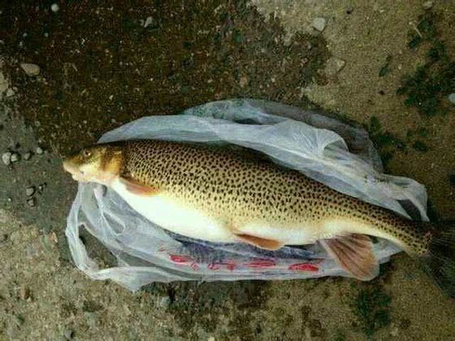 嘴唇独特厚重,全身布满花斑,这种高原鱼被叫做"花鱼"