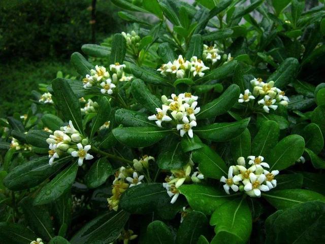 叶子嫩绿开花会变色五毒的海桐花养成盆景观赏性强