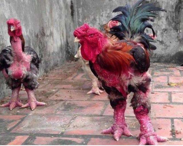 男子回农村养大脚鸡鸡脚粗大让人恶心他却满脸笑容