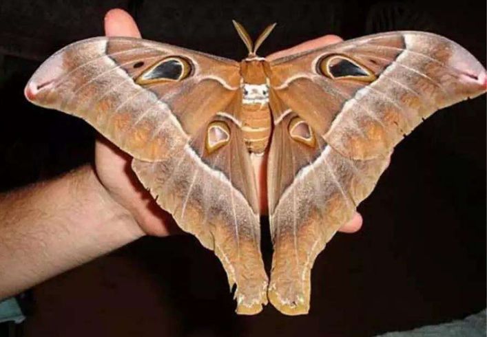 人们将骑着大蝴蝶逛街