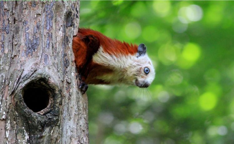寒号鸟不是真正的鸟这种神奇的物种是哺乳动物