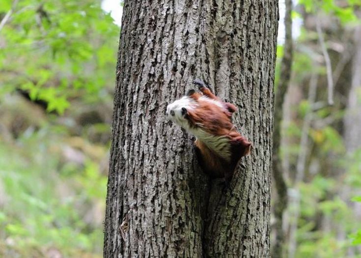 寒号鸟不是真正的鸟这种神奇的物种是哺乳动物