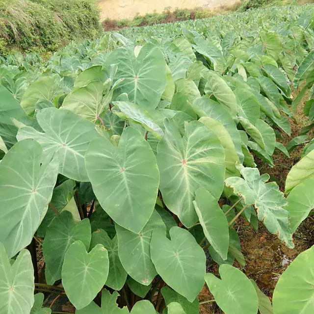 广西博白芋苗,还有多少人记得小时候的味道?