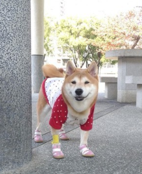 2年开刀6次,11岁柴犬选择勇敢面对,不想让主人伤心