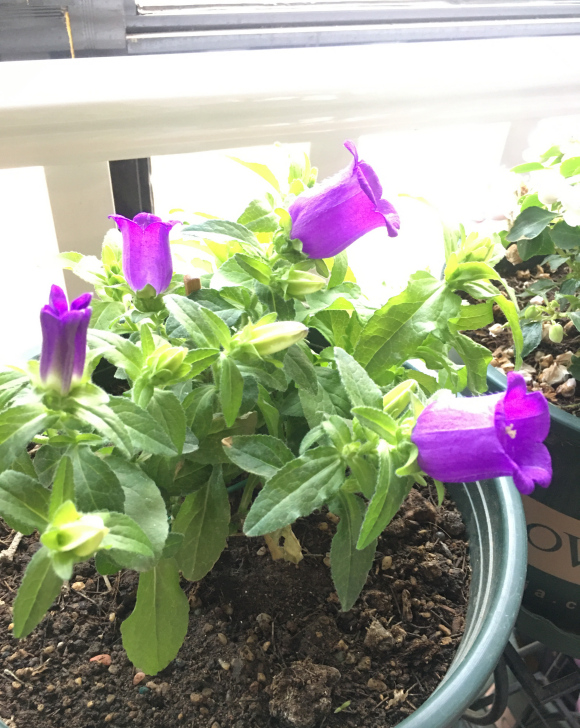 夏天的风铃草花期只有50天的时间,据我朋友说的,风铃草在南方用作插花