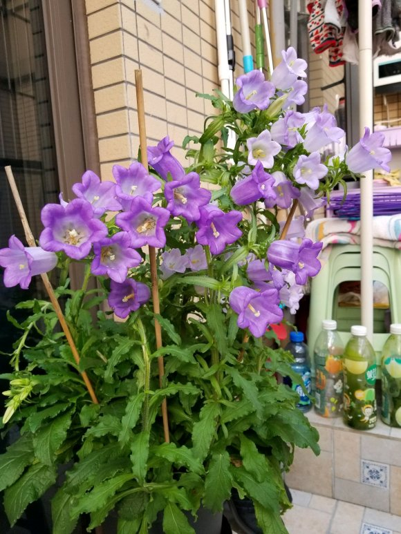 夏天养盆风铃草开花像铃铛学会栽种技巧阳台开满铃铛花