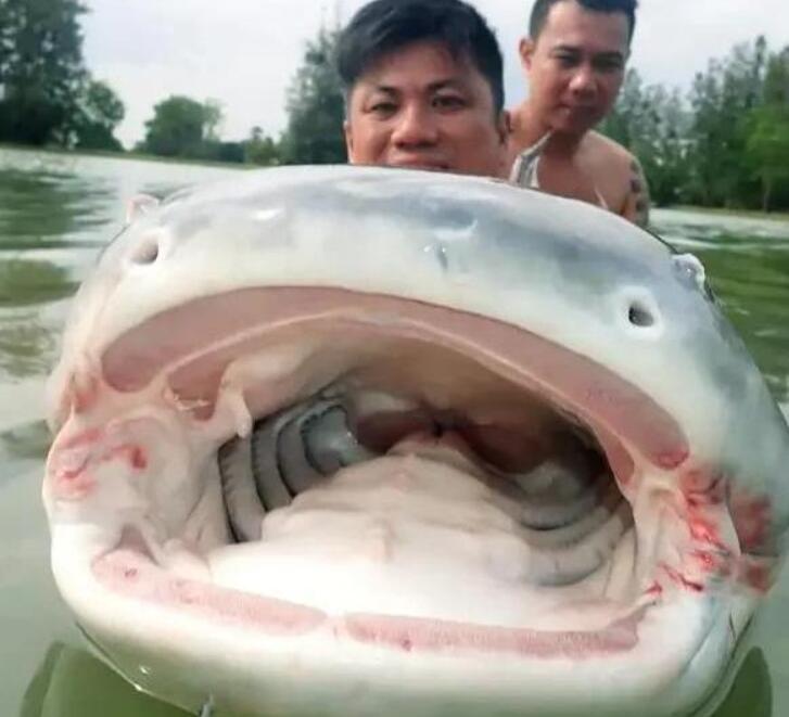 它是世界上体型最大的淡水鱼,曾被称为水怪,如今濒临灭绝