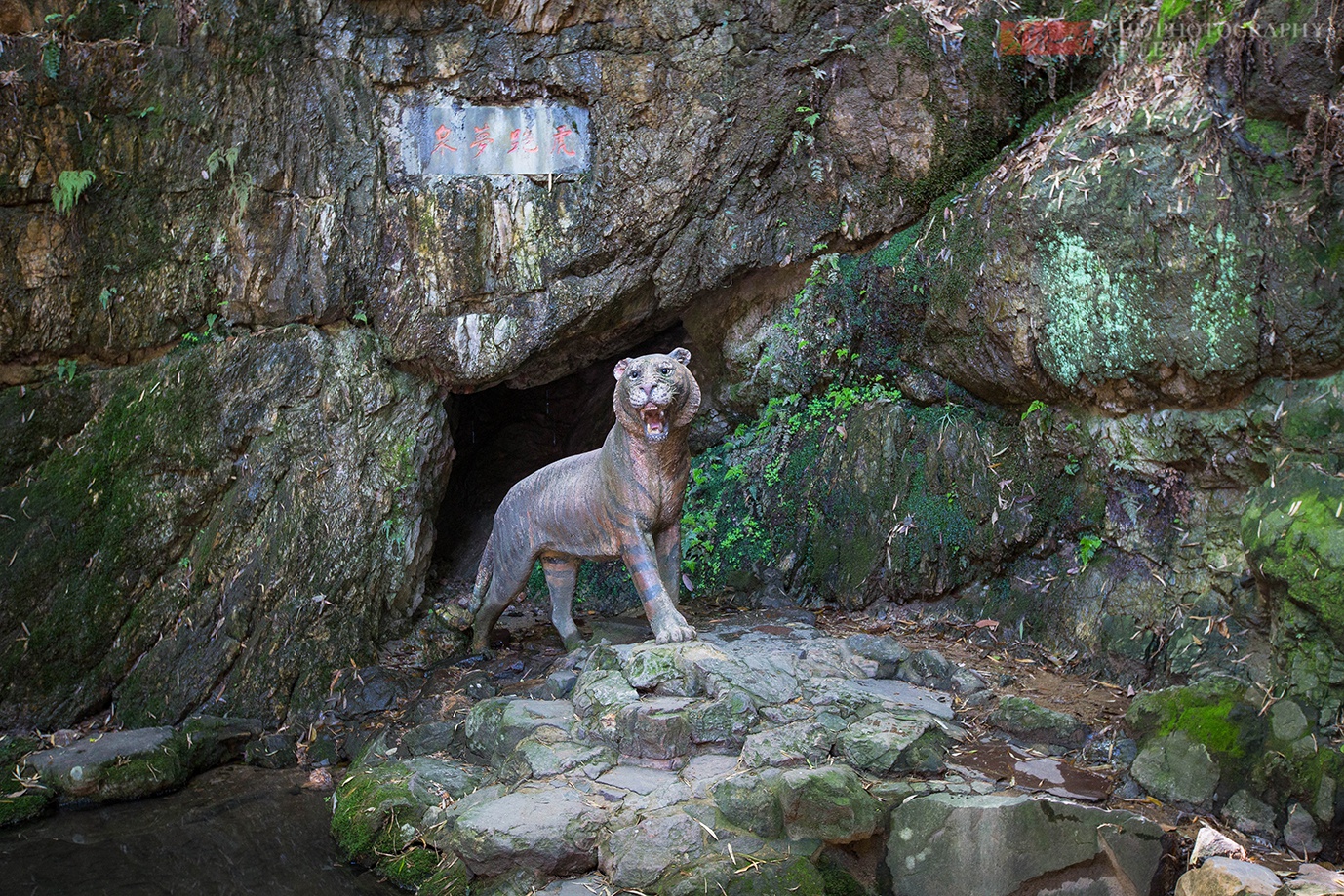 杭州人为何钟情于这只瘦小的石老虎老人说有60岁了你知道吗