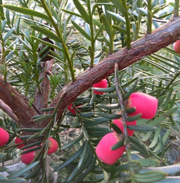 3个因素,红豆杉也分公母