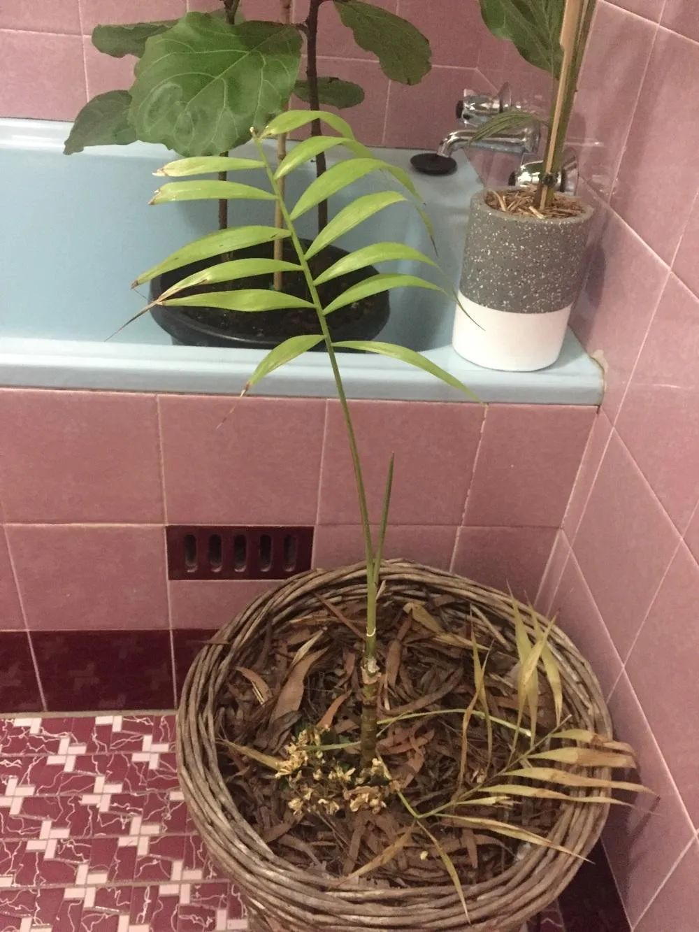 散尾葵,袖珍椰子和蒲葵很好养,但叶子容易发黄,容易滋生红蜘蛛