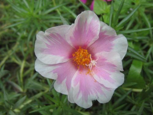 子时出生(晚上23:00-凌晨1:00)