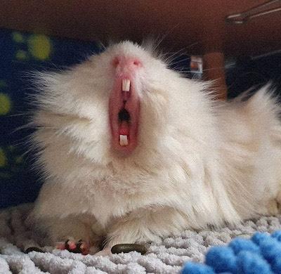 网友养了一只豚鼠,豚鼠张开嘴时,主人发现了一个秘密