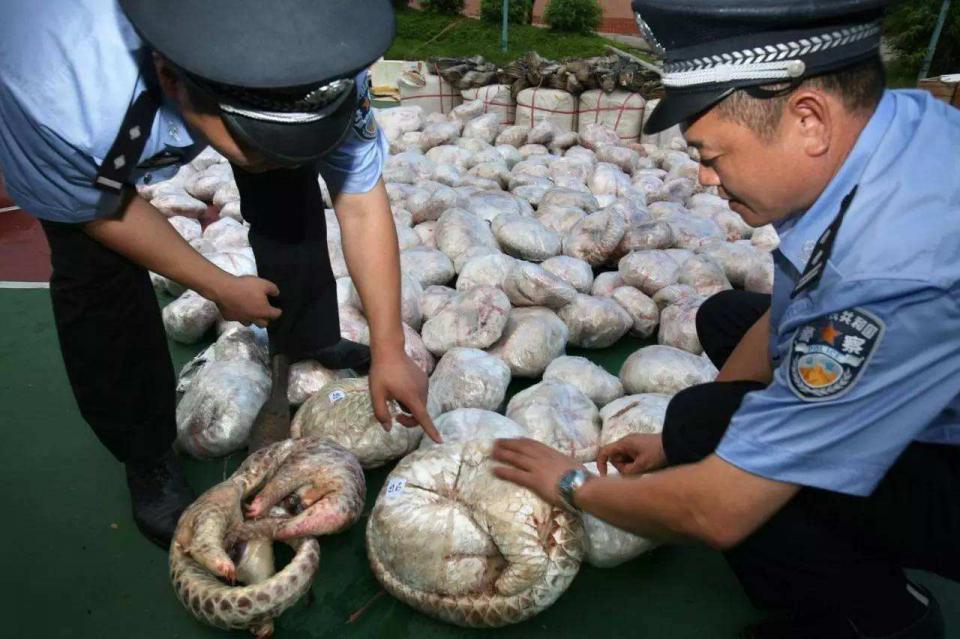蝙蝠再现6种不为人所知的病毒,气候导致病毒更普遍?