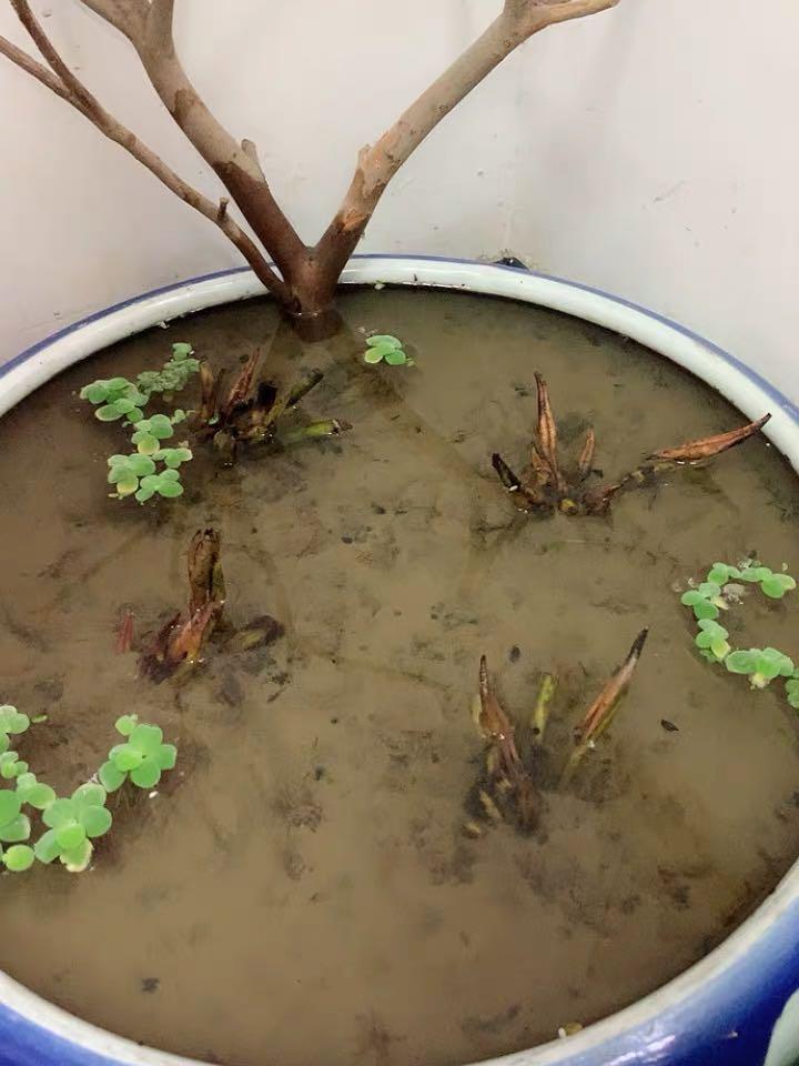 养睡莲,学会"大盆套小盆",一周发新芽,40天开出红莲花