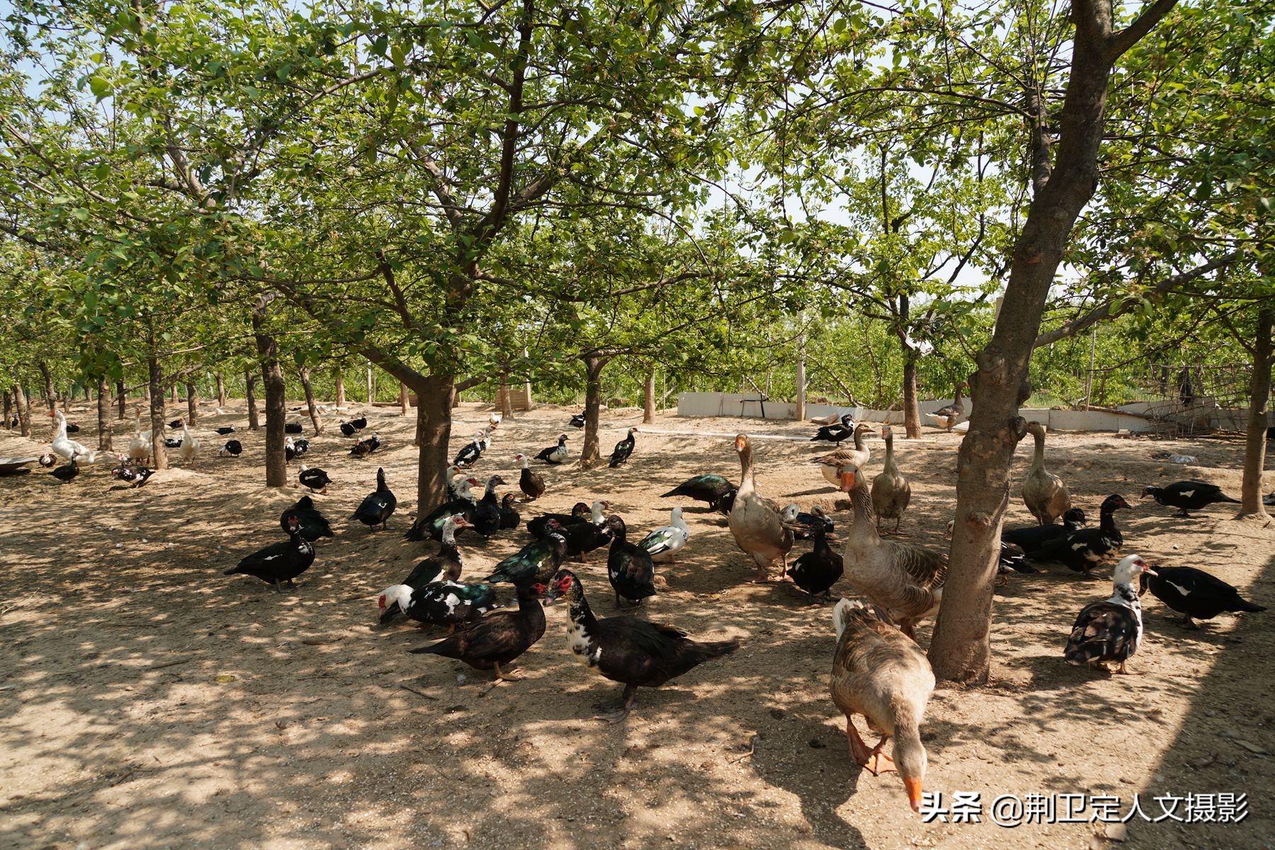 农民大哥养殖美洲雁,走上致富路抱得美人归,看他乐成啥样