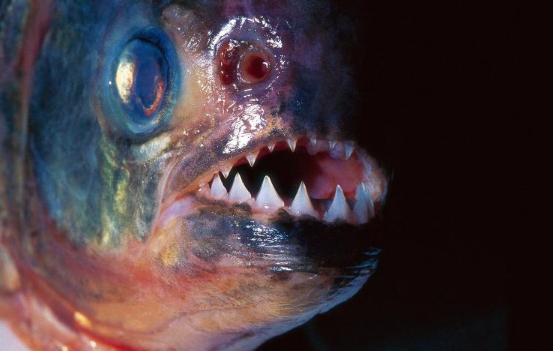 这种鱼体型不大,一只鸡几秒就能变成白骨,鳄鱼见了都要跑|食人鲳|白骨