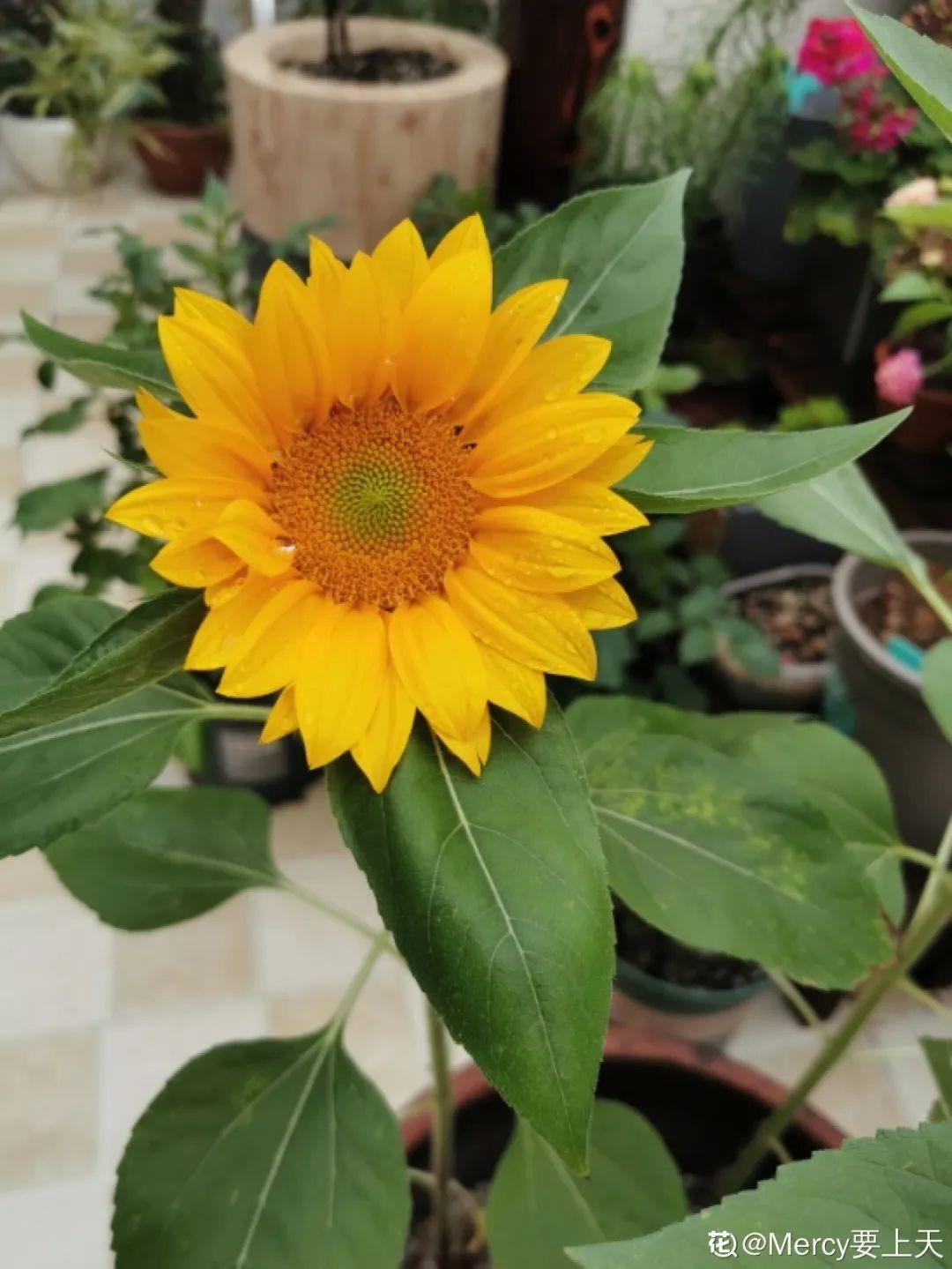 跟着太阳开的向日葵每次开花上千朵养家里吉祥如意