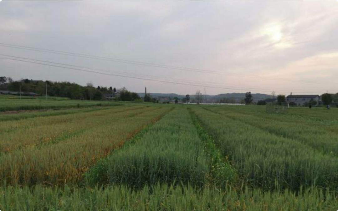 农村俗语:"庄稼佬最怕四七两场雨",啥意思?四月下雨不好吗
