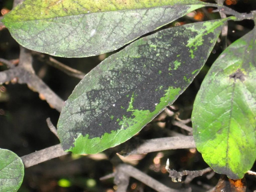 植物花卉常见的几种真菌病害是怎么滋生的