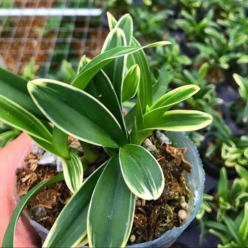 一种兰花开紫花,叶子镶着秀气金边,名叫紫月荷兰,不多见