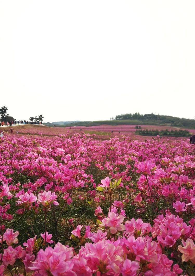 108或109公交车第三中学站点下车三中向西500米威海桥头杜鹃花地址