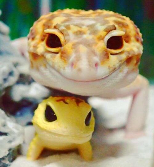 小守宫得到玩具超开心微笑藏不住萌的我一脸血