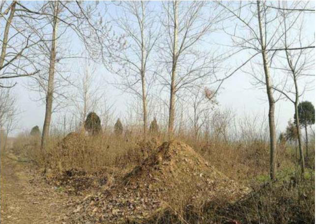 农村坟地占用耕地,为何不将逝者埋在陵园中?看完心里有数了!