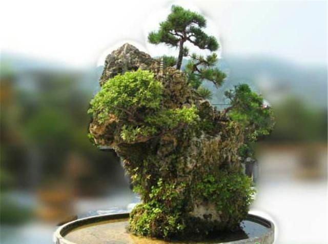 假山盆景好养护可浇水这1步10个人有9个人都做错了