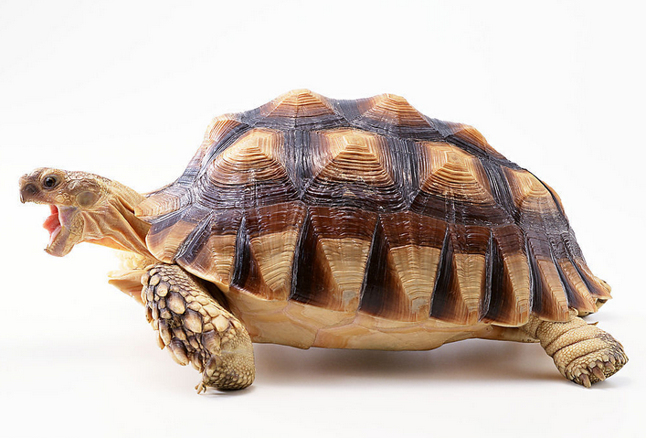 据了解,由于当时天气炎热,于是美女就来到河边洗澡,结果发现一只乌龟