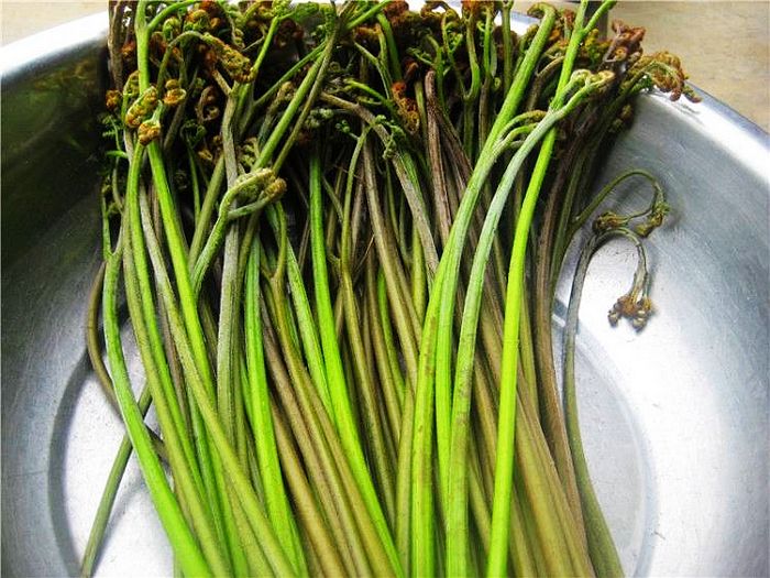春天蕨菜怎么处理才好吃收藏好每年都可用
