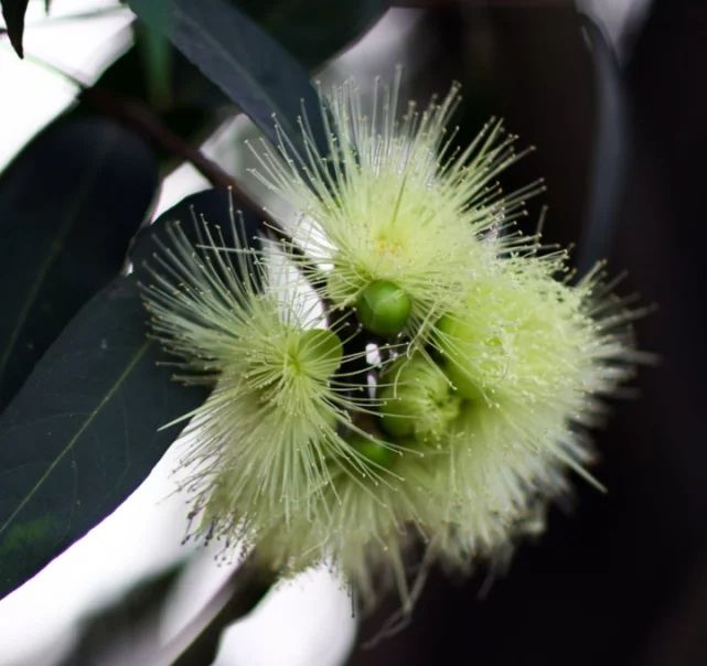 浦桃别名香果,响鼓,风鼓,铃铛果,又因为浦桃多生