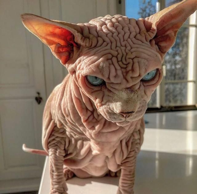 这只无毛猫被网友成为最霸气的喵星人|无毛猫|喵星人|比鲁斯_新浪新闻
