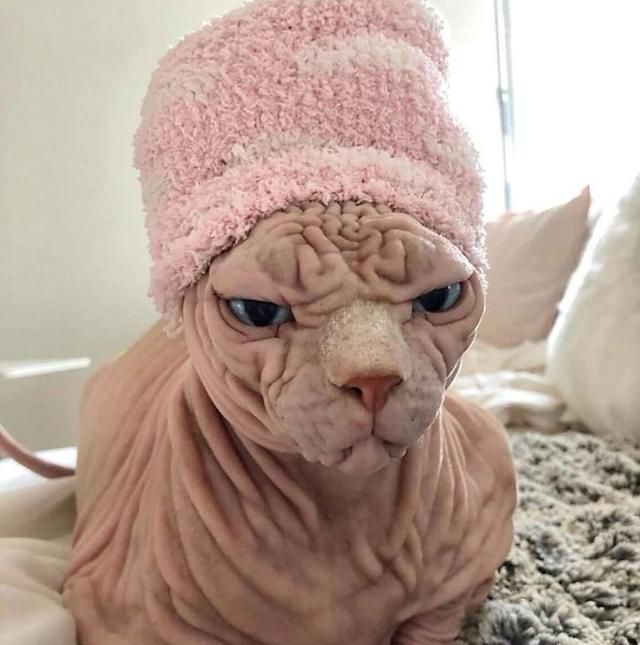 这只无毛猫被网友成为最霸气的喵星人