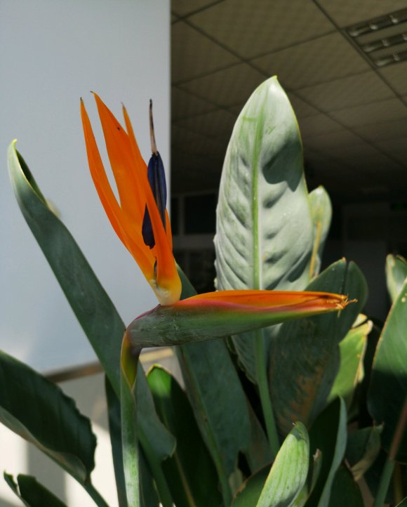 北欧四兄弟,4种阔叶植物,养在家里能加湿,夏季不用怕燥热