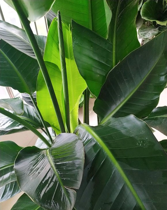 北欧四兄弟,4种阔叶植物,养在家里能加湿,夏季不用怕燥热|龟背竹|琴叶