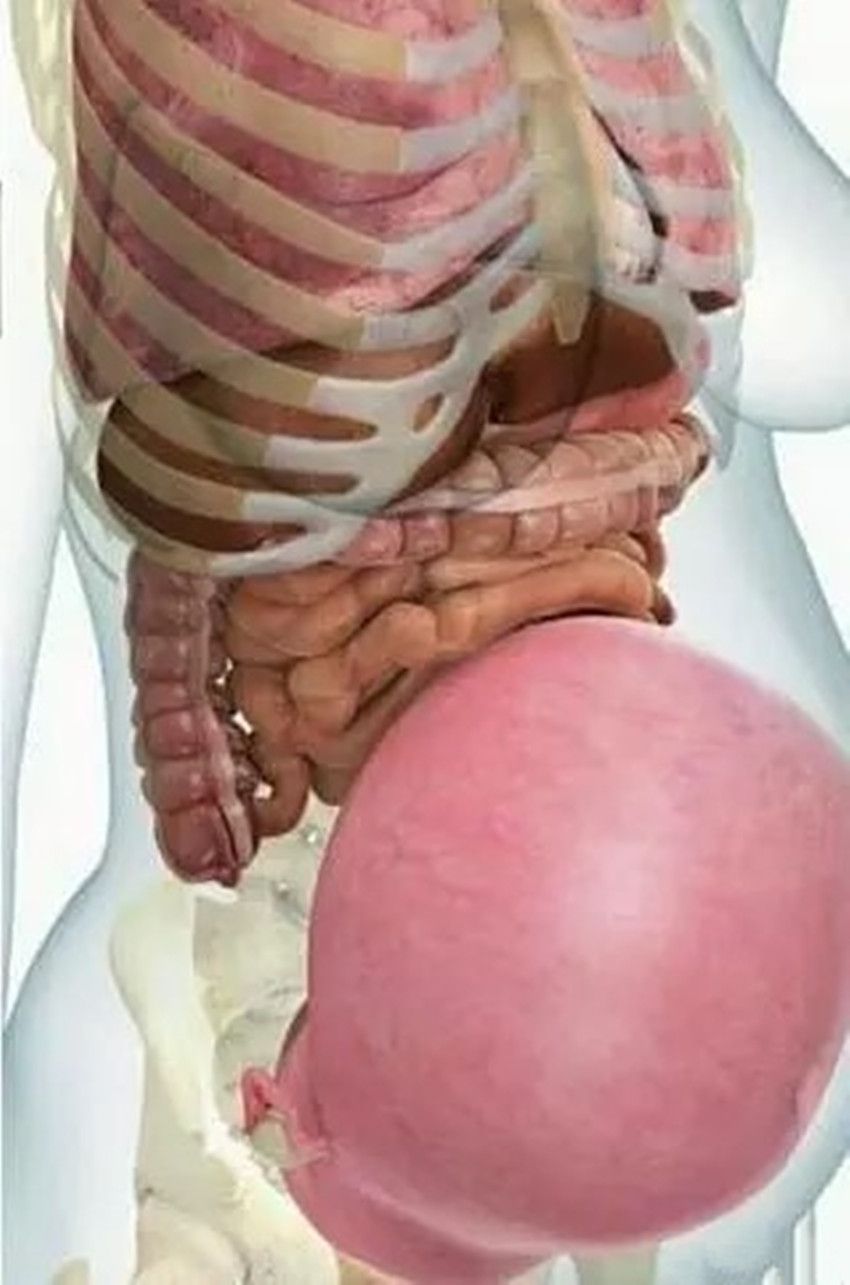怀孕后孕妈的内脏会有什么变化看完就明白了真的会特别心疼