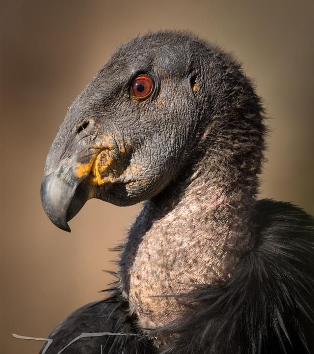 犀利的意思是什么(说话犀利的意思是什么)