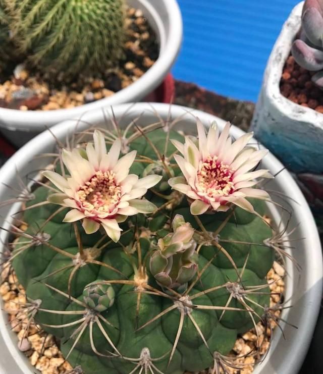 仙人球养对了开花不比玫瑰花差就选绯花玉球上全是花苞