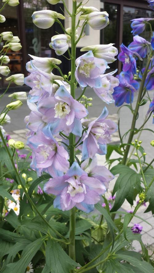 一种野草开花似飞燕,盛开时翩翩飞舞,掌握秘诀养成花海