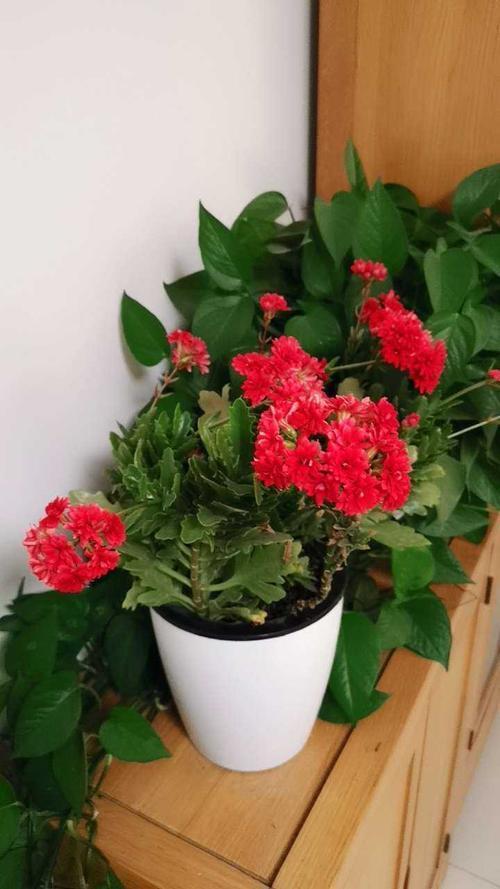 家里养了圣诞伽蓝菜,这几步要做好,小心出错整盆