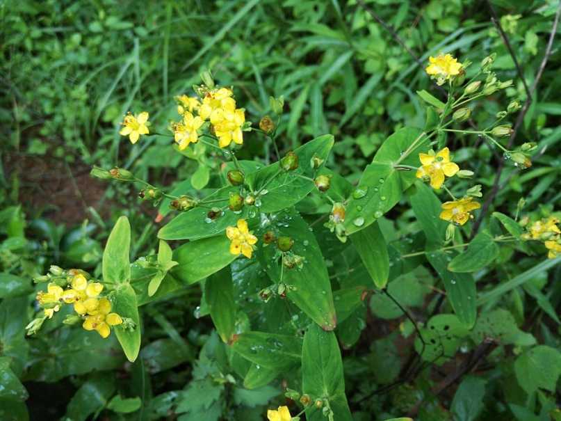 元宝草你见过吗野外碰到算你幸运模样吉祥昭示好运来
